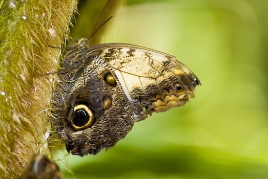 Brown butterfly with what looks like an eye on its wing, witting on a vertical branch