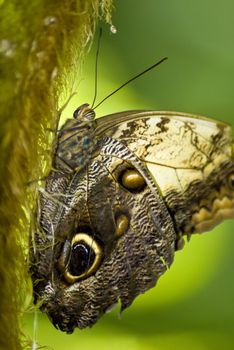 Brown butterfly with what looks like an eye on its wing, witting on a vertical branch