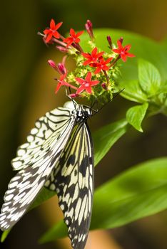 Close up of a black and white butterfly on a plant with a green bakcground