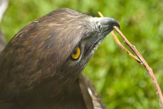 Brown eagle with a twig in its mouth and green background