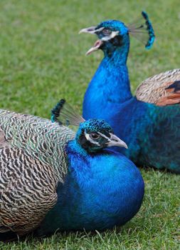 Peacocks in the grass to rest.