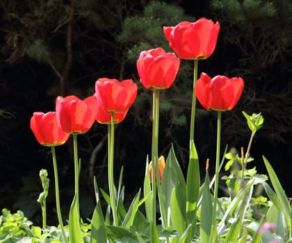 A bouquet of tulips in the sun.