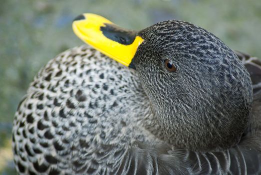 Black and white spotted goose or duck with a yellow beak