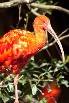 A red crane bird standing on one leg, with branches in the background