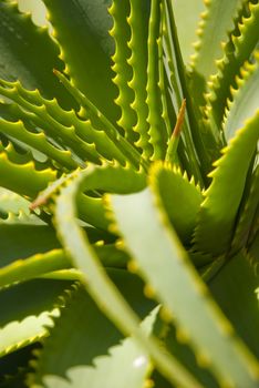 Aloe leaves extending toward the camera with orange thorns