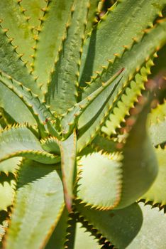 Green aloe leaves with orange thorns