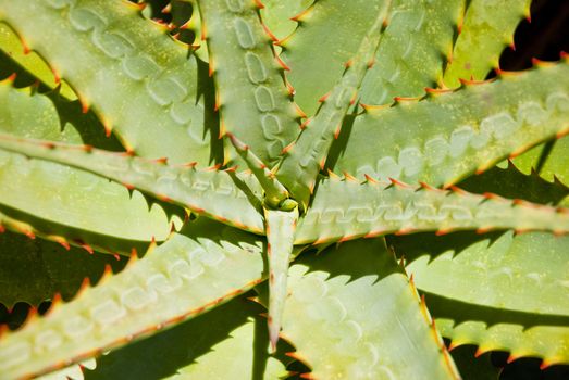 Green aloe leaves with orange thorns in the sun