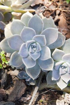 Blue fat desert plant on the ground