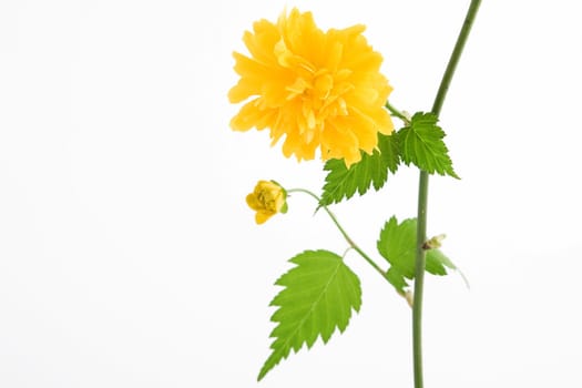 a branch of yellow flower on white background