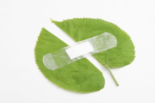 environment protection, green leaf bandaged with white patch