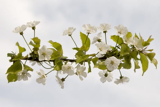 white flower blooming on blue sky background