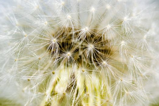 Closeup of flower of dandelion