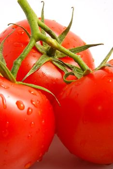 Fresh tomatoes on white background