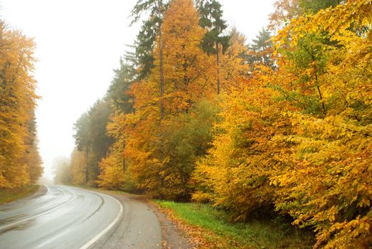 Photo of colorful autumn trees and road