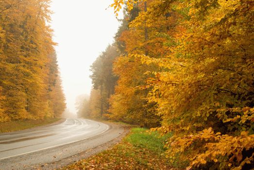 Photo of colorful autumn trees and road
