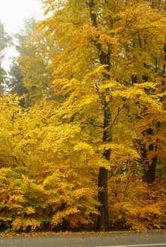 Photo of colorful autumn trees