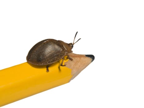 Bug on a pencil isolated on white.