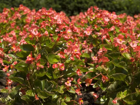 Red flowers with shallow depth of field.