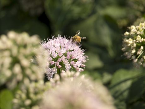 A bee collecting pollen from a flower.