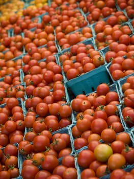 A few rows of red tomatoes in blue boxes.