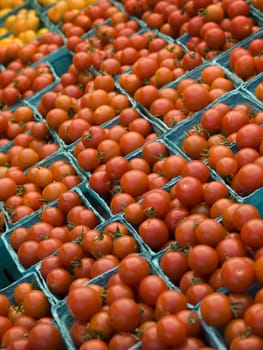 A few rows of red tomatoes in blue boxes.