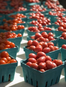 A few rows of red tomatoes in blue boxes.