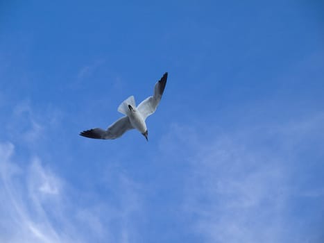 Seabird flying with widespread wings against blue sky.