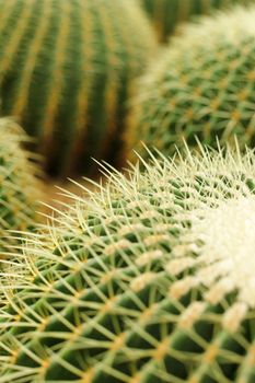 cactus , echinocactus grusonii, golden barrel cactus