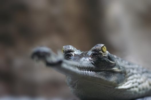 Detail of the head of Indian gavial - endangered species