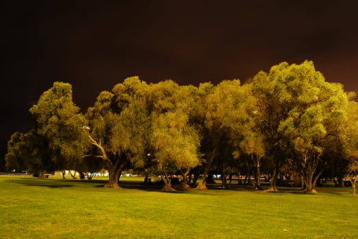 group of trees at night in Belem, Portugal