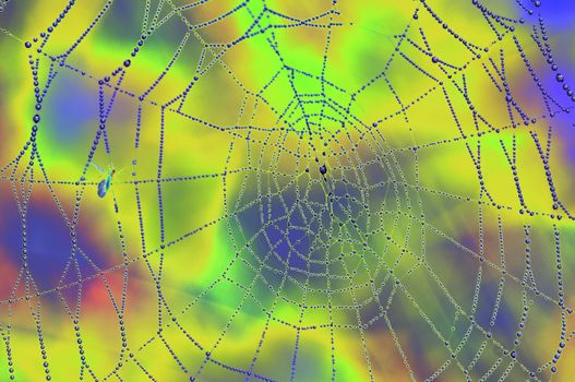 Close-up of the dewy spider�s web