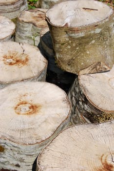 staples of logs of freshly cut trees