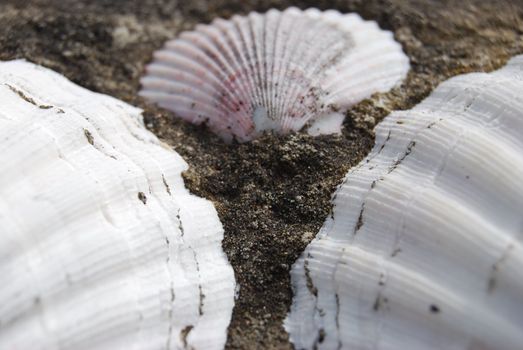 closeup of three shells fastened on cement