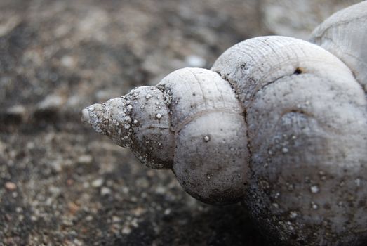 closeup of a shell fastened on cement