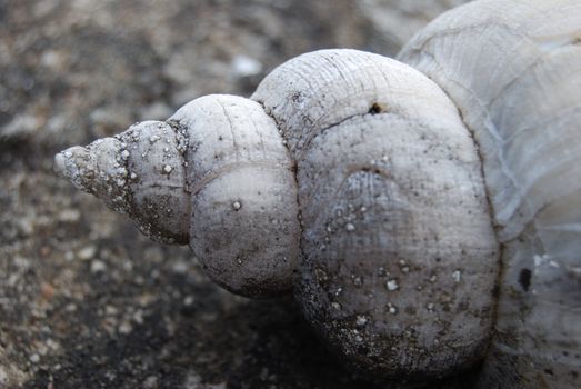 closeup of a shell fastened on cement