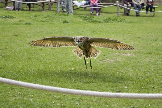barn owl flying over the grass in spain
