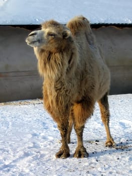Fuzzy orange camel on snow in Moscow zoo