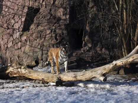 Beautiful tiger on snow in Moscow zoo