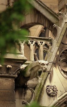 Detail of drainpipe gargoyle on side of gothic cathedral