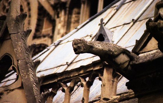 Detail of drainpipe gargoyle on side of gothic cathedral