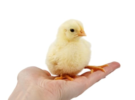 hand holding a chick, isolated on white