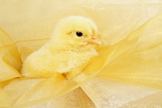 little yellow chick on bright gold fabric