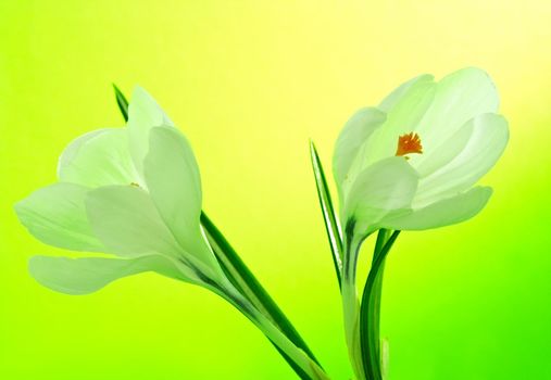 white crocus flower on green background