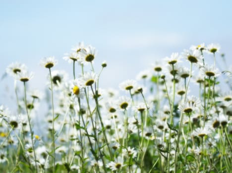 field of daisies, blurred background