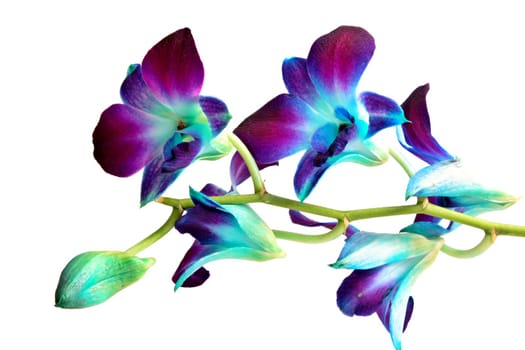 purple and blue orchid, white background