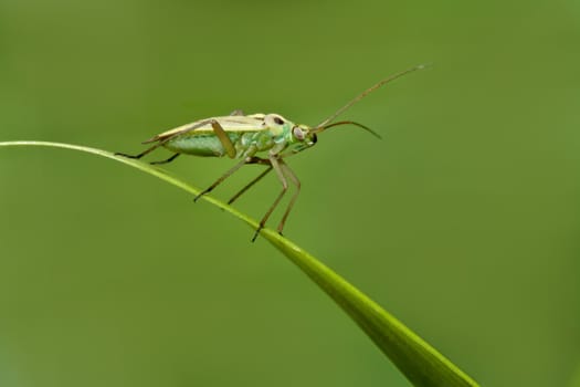 green insect on grass leaf, green background 
