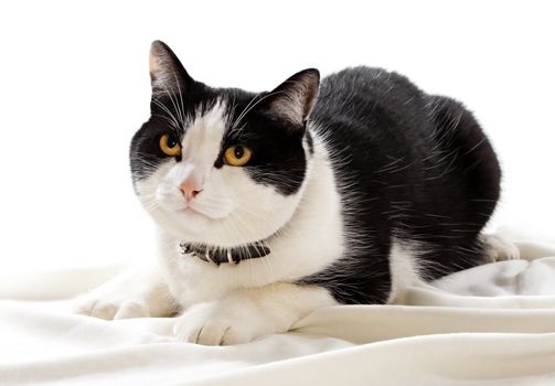 black and white domestic cat