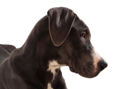 headshot of Blue Geat Danes dog isolated on white