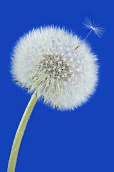 mature dandelion on blue background