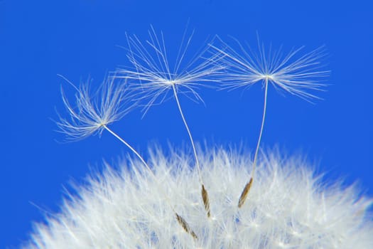 mature dandelion on blue background